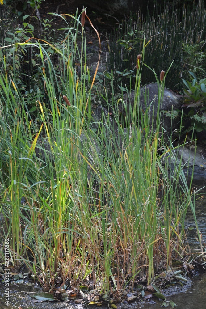 Ear of cattail (Typha latifolia.L.) Ear of cattail (Typha latifolia.L.)