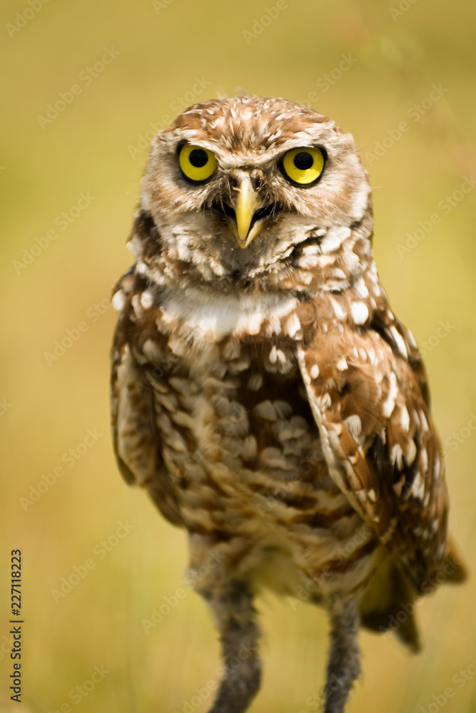 great horned owl great horned owl