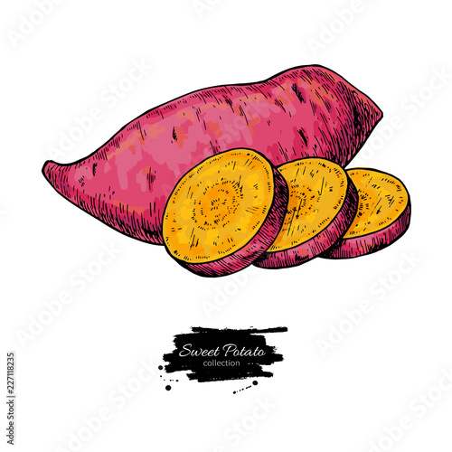 Sweet potato hand drawn vector illustration. Isolated Vegetable 