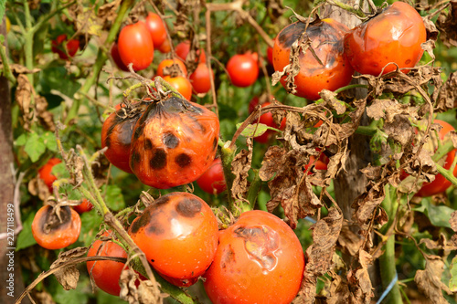 Tomatoes get sick by late blight. Phytophthora infestans. photo