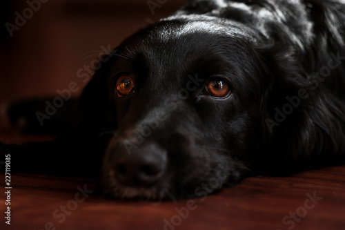 black spaniel dog