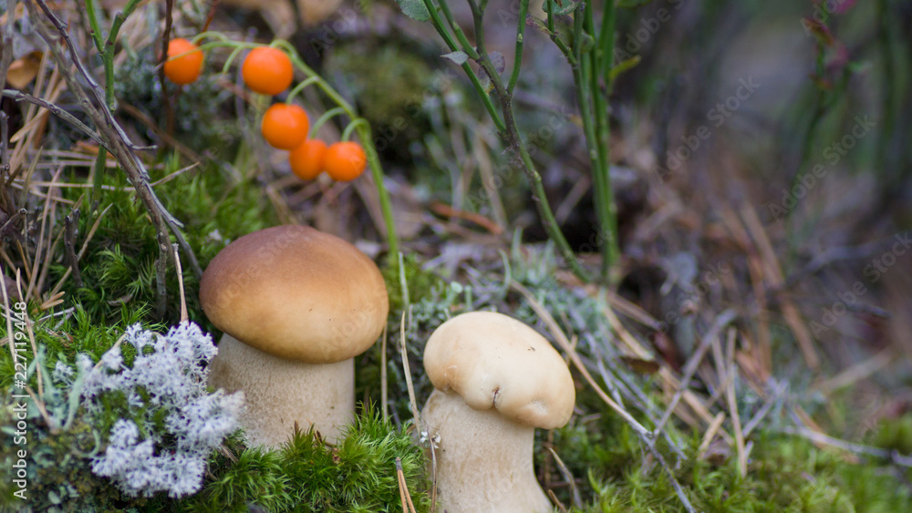 Wild forest mushrooms Boletus edulis that grow in the forest Wild forest mushrooms Boletus edulis that grow in the forest