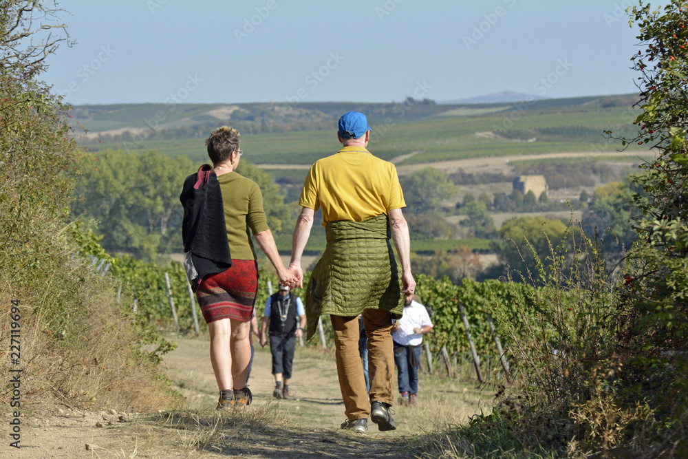 Fototapeta premium siefersheimer weinwanderung 2018