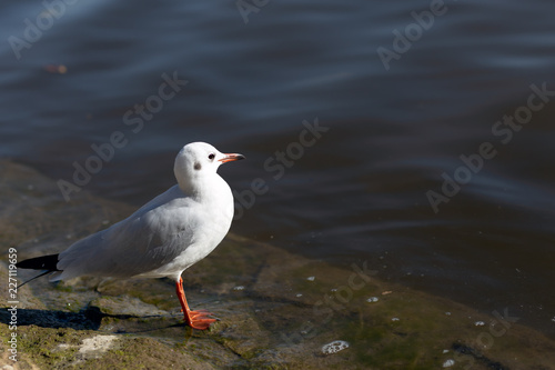Larus canus. blue-headed gull on the river bank.