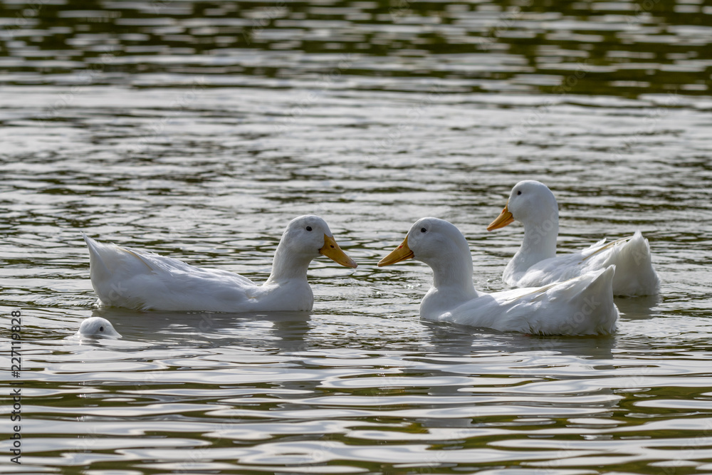 Four white heavy white ducks with one submerged below the water surface Four white heavy white ducks with one submerged below the water surface