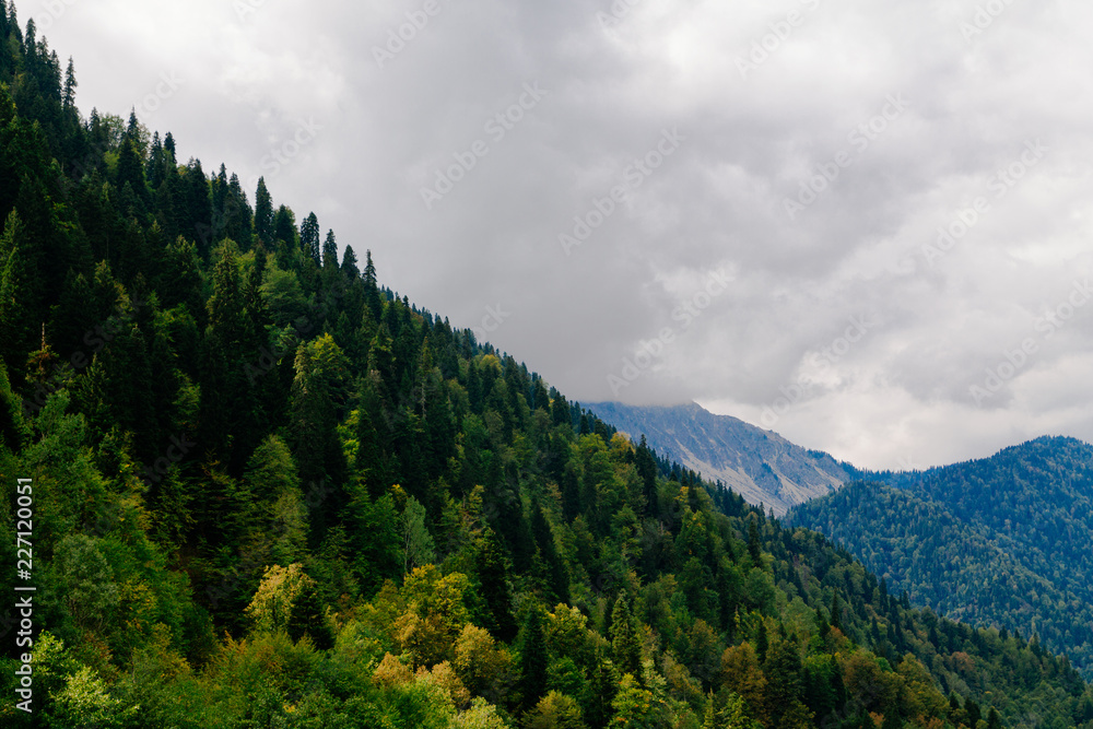 Trees in the high mountains. Early autumn