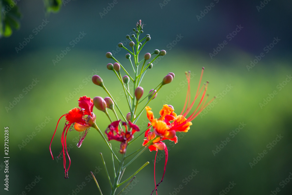 Gulmohar flower seen in a soft bokeh background Gulmohar flower seen in a soft bokeh background