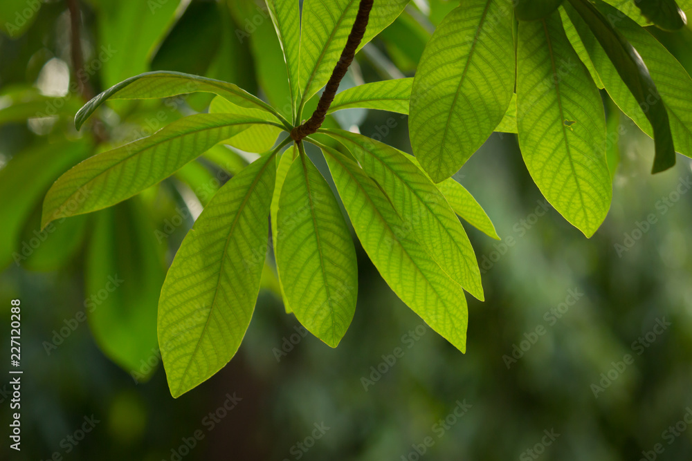 Natural leaves seen during the day in a soft background Natural leaves seen during the day in a soft background