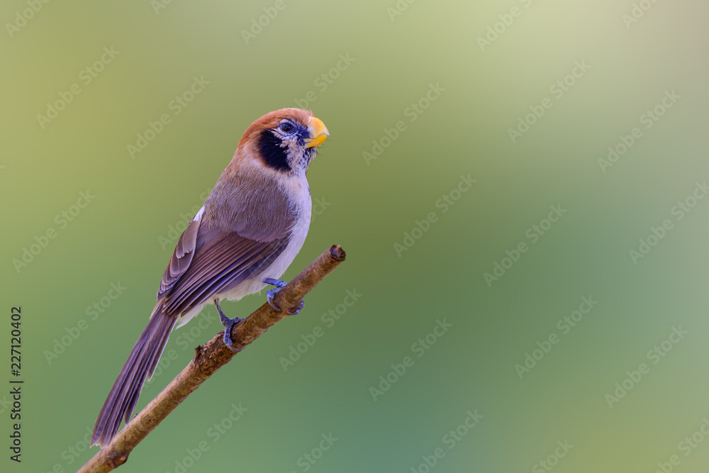 Naklejka premium Spot-breasted Parrotbill or Paradoxornis guttaticollis, beautiful brown bird perching on branch with green background at Doi sun juh, Thailand.