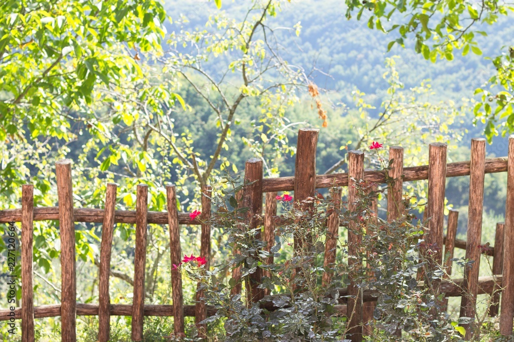 Roses in the garden and a wooden fence (Marche, Italy, Europe) Roses in the garden and a wooden fence (Marche, Italy, Europe)