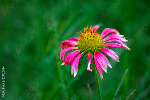 Fototapeta Naklejka Na Ścianę i Meble -  Beautiful Sunflowers blooming away so brightly in the garden with a nice soft background.
