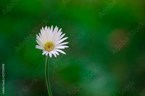 Fototapeta Naklejka Na Ścianę i Meble -  Beautiful Sunflowers blooming away so brightly in the garden with a nice soft background.