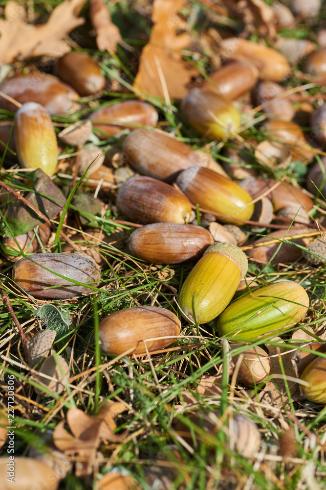 Fallen acorns and leaves. Autumn sign. Autumn time. Fallen acorns and leaves. Autumn sign. Autumn time.