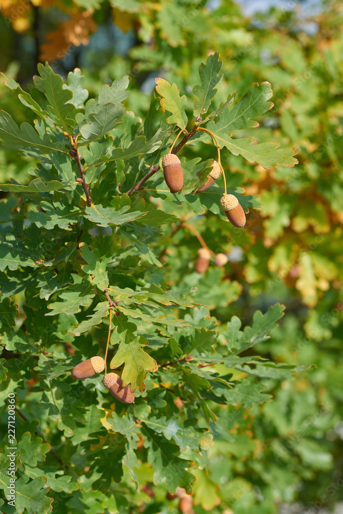 Obraz premium Acorns on the tree. Autumn time.
