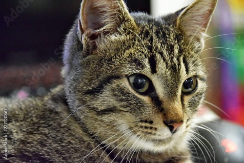 Kitten