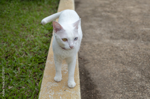 White cat with two color eyes, blue and yellow eyes. (Khaomanee) Thai cat. photo