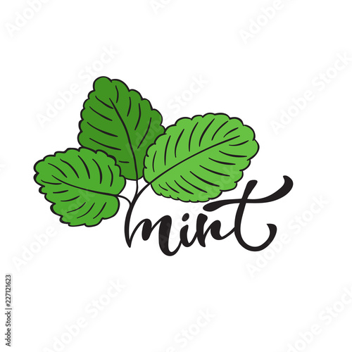 Mint vector illustration. Plant print design. Tea cover packaging.