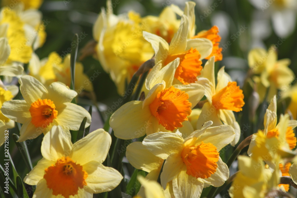 flowers flowers