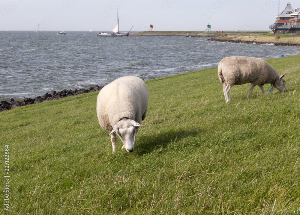 Schafe grasen am Deich von Stavoren am Ijsselmeer in Niederlande Schafe grasen am Deich von Stavoren am Ijsselmeer in Niederlande