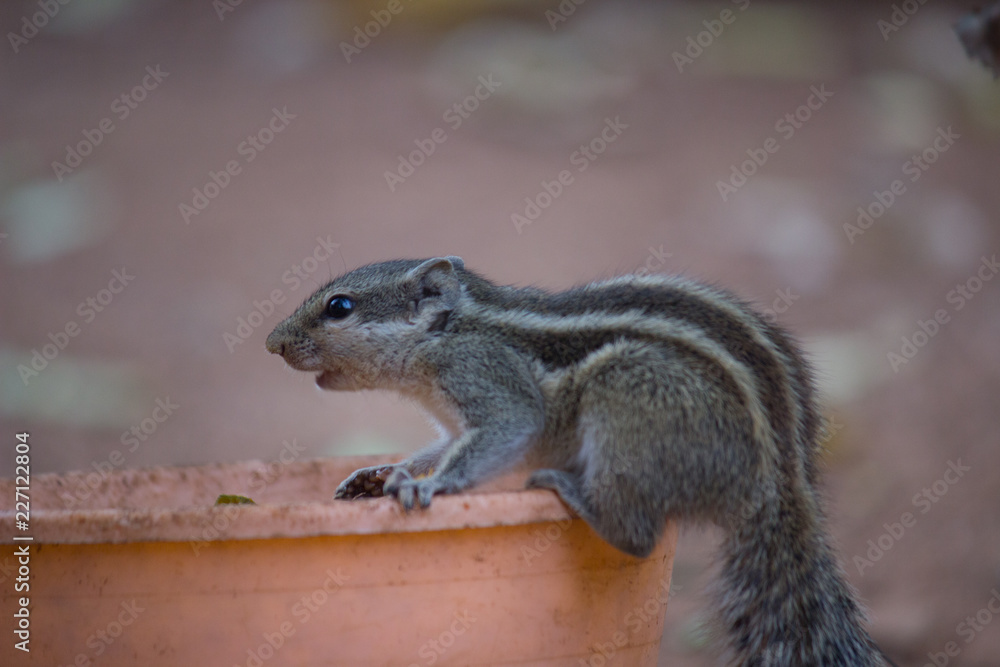 A Squirrel on the tree trunk looking curiously in its natural habitat with a nice soft green blurry background. A Squirrel on the tree trunk looking curiously in its natural habitat with a nice soft green blurry background.
