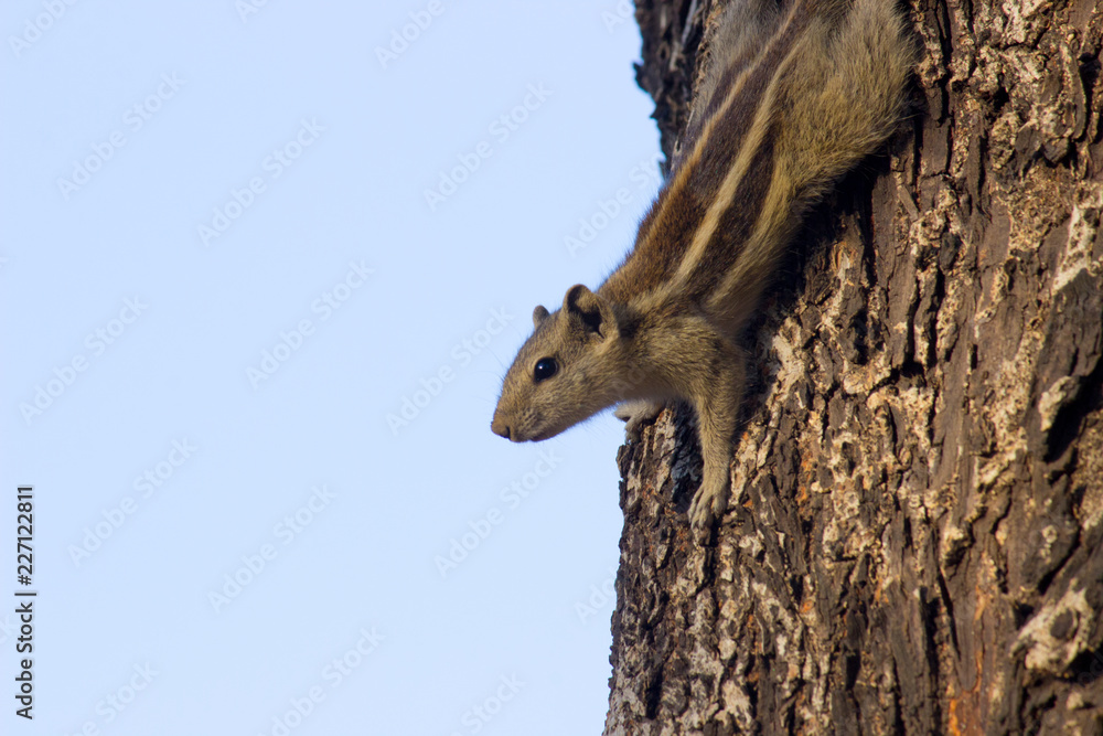 Naklejka premium A Squirrel on the tree trunk looking curiously in its natural habitat with a nice soft green blurry background.