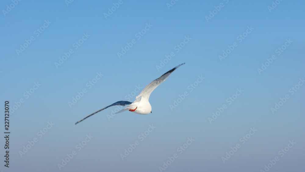 Fototapeta premium Seagull in the air