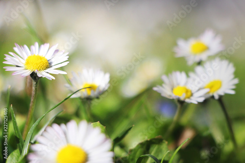 bunch of daisies