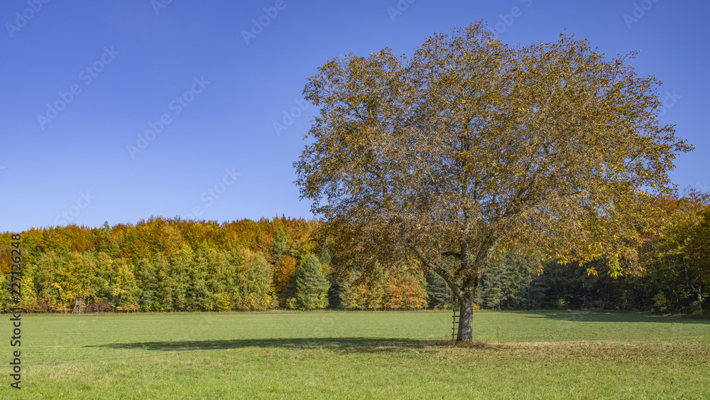 Ein Baum im Herbst