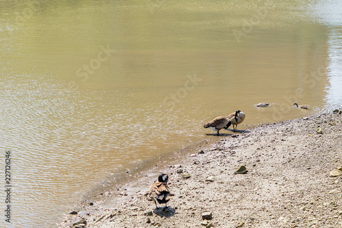 Ducks sailing in Hudson River