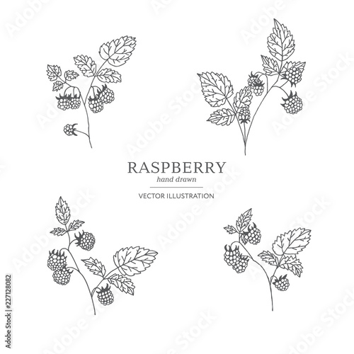 Hand drawn raspberry branches