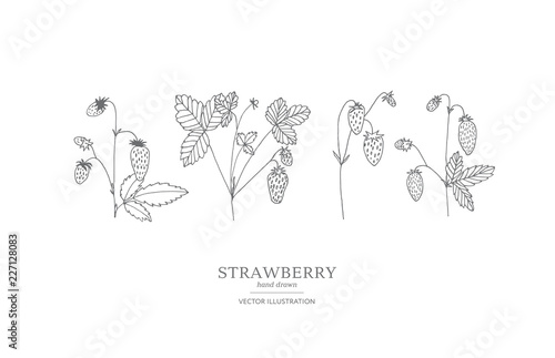 Hand drawn strawberry set.