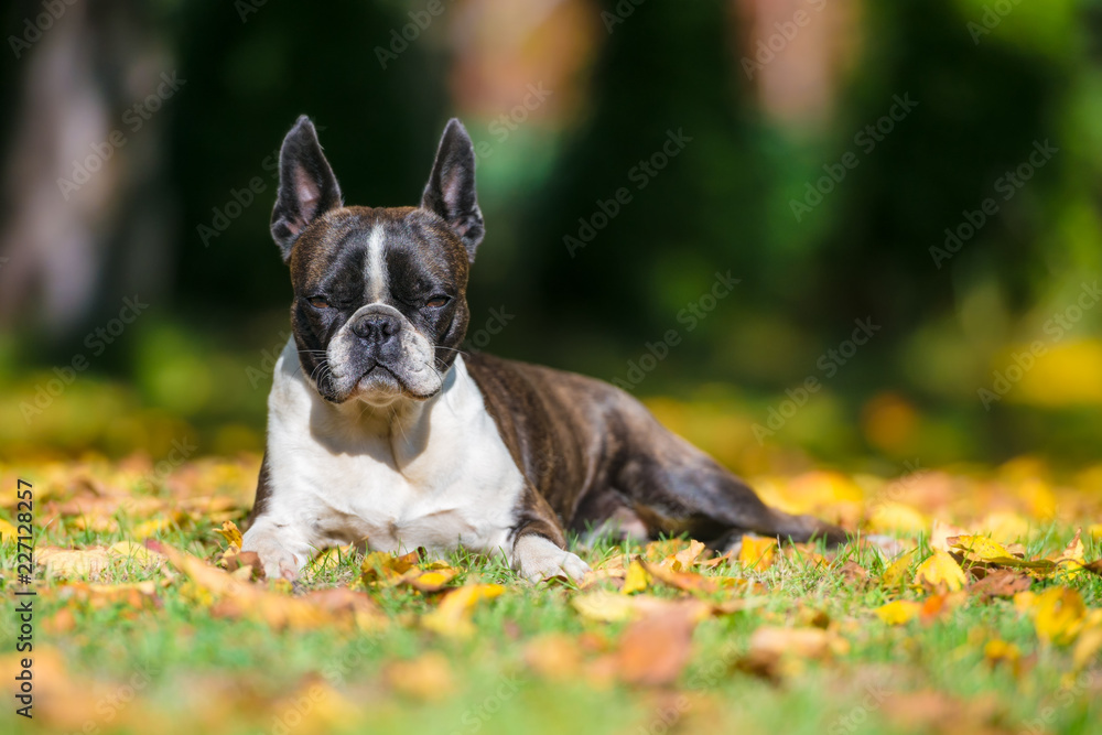 Boston terrier dog on a green lawn in autumn scenery among colorful leaves