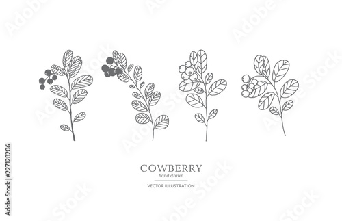 Hand drawn cowberry set