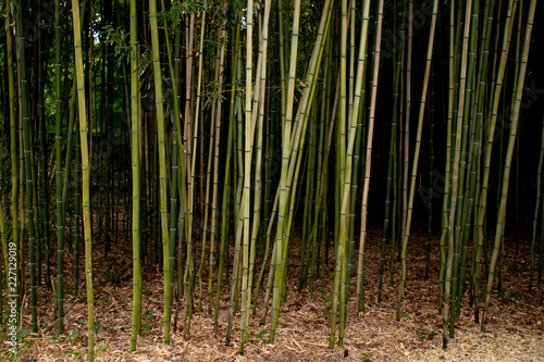 Stand of bamboo - the canes only