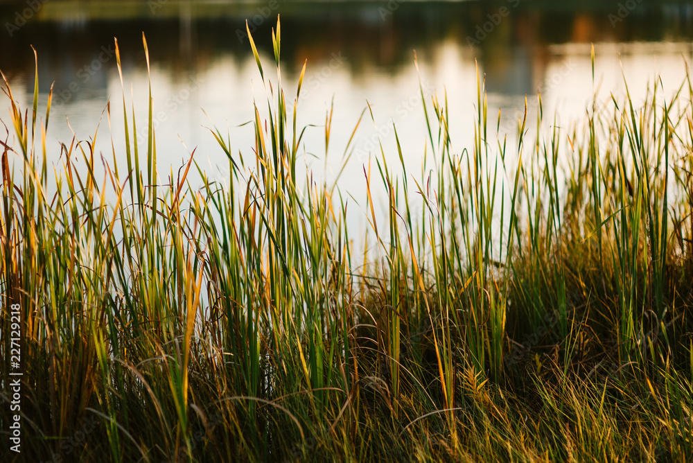 Obraz premium Nature Background with drops of dew on a fresh green grass with beautiful bokeh effect