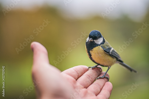 Little bird tit sitting on the outstretched palm