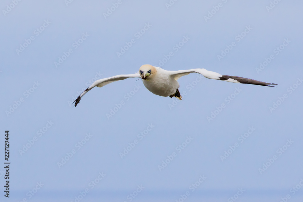 Northern Gannet (Morus bassanus) in Flight Northern Gannet (Morus bassanus) in Flight