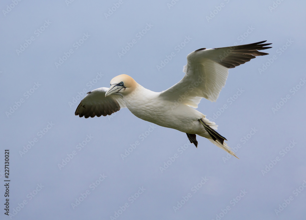 Northern Gannet (Morus bassanus) in Flight Northern Gannet (Morus bassanus) in Flight