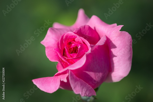 Pink rose in the garden.