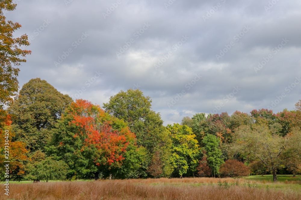 Obraz premium meadow or field with autumn foliage