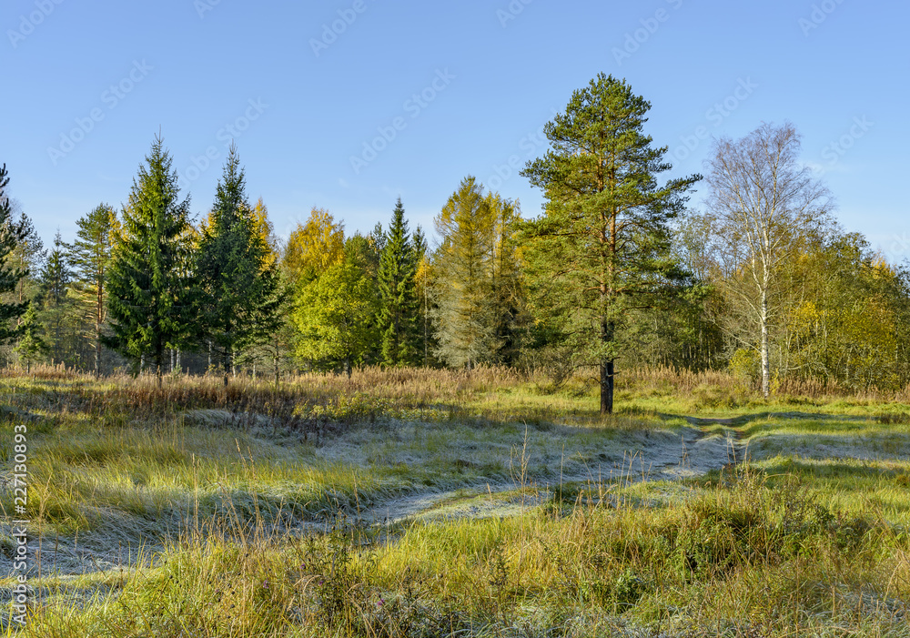 Autumn frosty morning in the forest. Russia. Autumn frosty morning in the forest. Russia.
