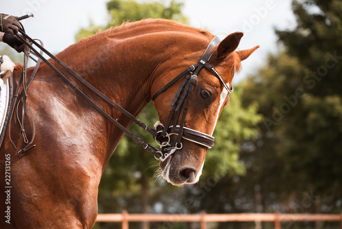 Portrait Dressurpferd