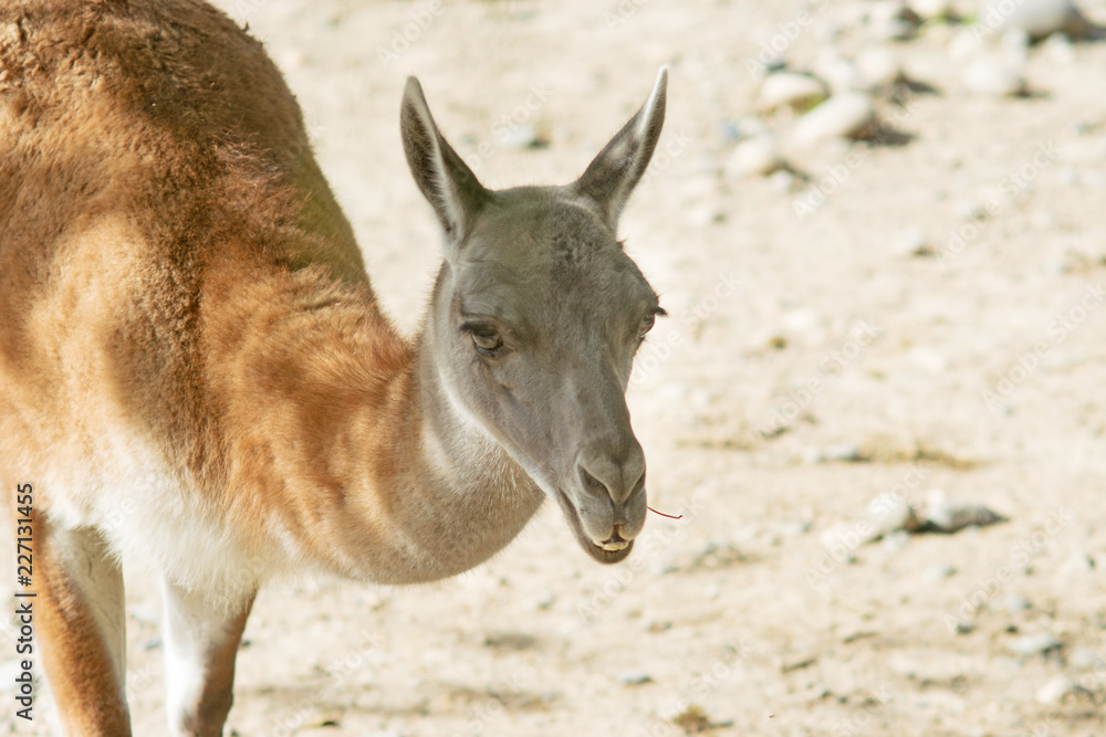 Portrait of a guanaco (Lama guanicoe), a camelid native to South America Portrait of a guanaco (Lama guanicoe), a camelid native to South America