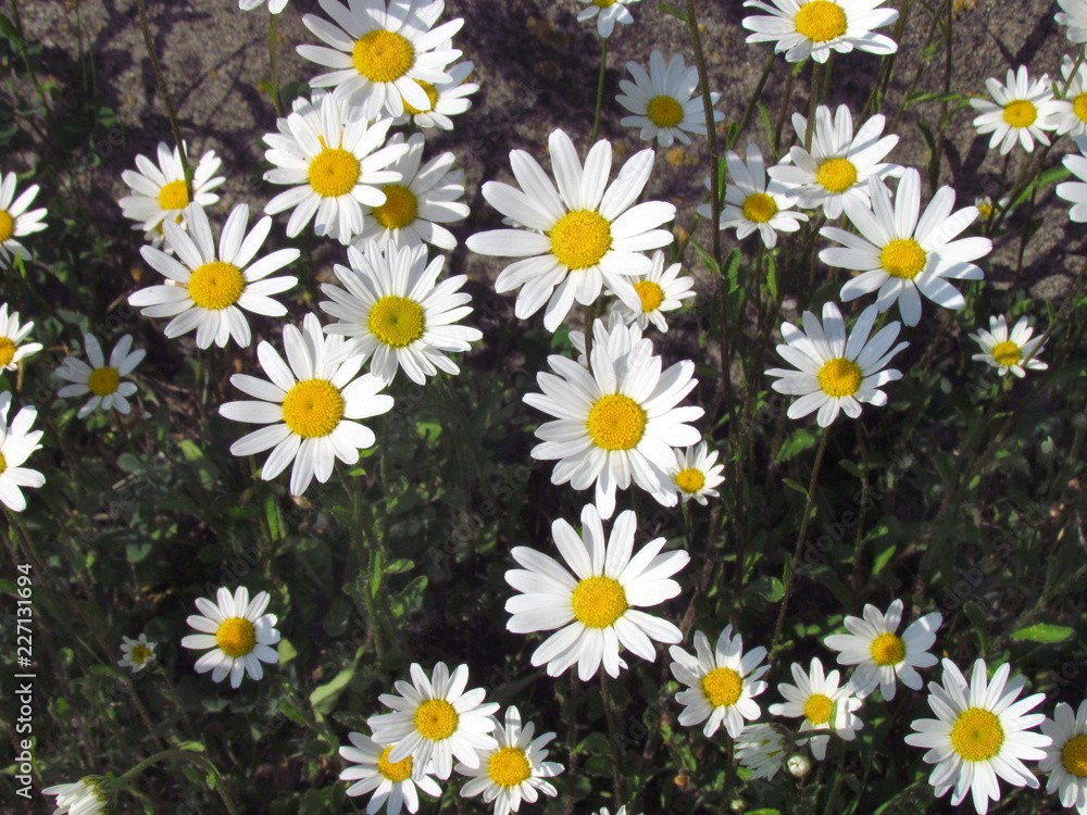 Fototapeta premium Daisy blossom close up, white flowers on meadow, topview, summer flowers group