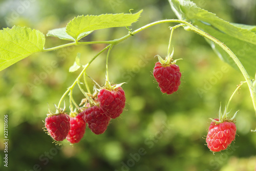 Raspberries on a branch