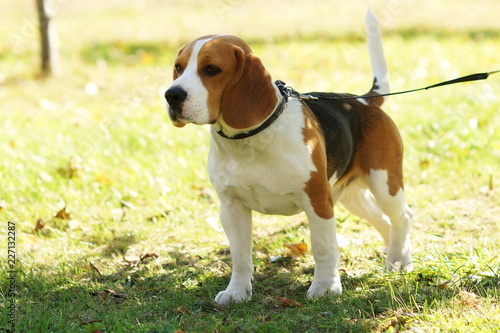 Cute dog beagle portrait in outdoor park