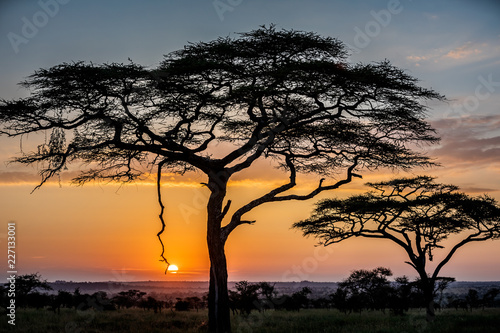 African Sunset with Accacia trees