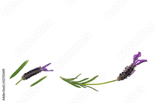 Fototapeta Naklejka Na Ścianę i Meble -  Spanish lavender flowers on white background with copy space above