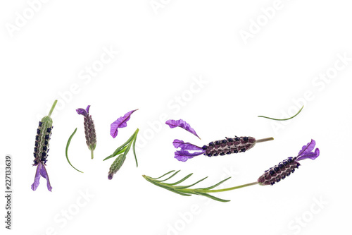 Fototapeta Naklejka Na Ścianę i Meble -  collection of French lavender flowers isolated on white background with copy space