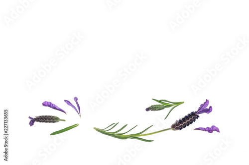 Fototapeta Naklejka Na Ścianę i Meble -  french lavender flowers and leaves on white background with copy space above